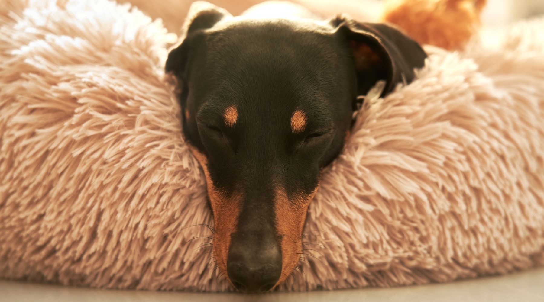 How To Stop Your Dog Destroying Their Bed Percy s Pet Products