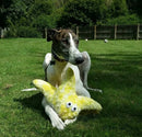 Buy Gor Reef Star Fish Dog Toy - Percys Pet Products