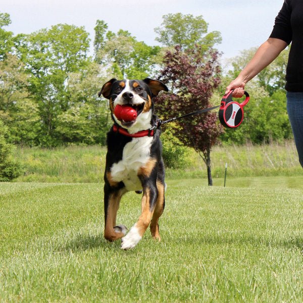 KONG Explore Retractable 7.5m Tape Dog Leash - Percys Pet Products