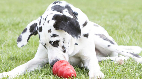 Unleashing Fun and Mental Stimulation: The Benefits of Treat-Dispensing Dog Toys