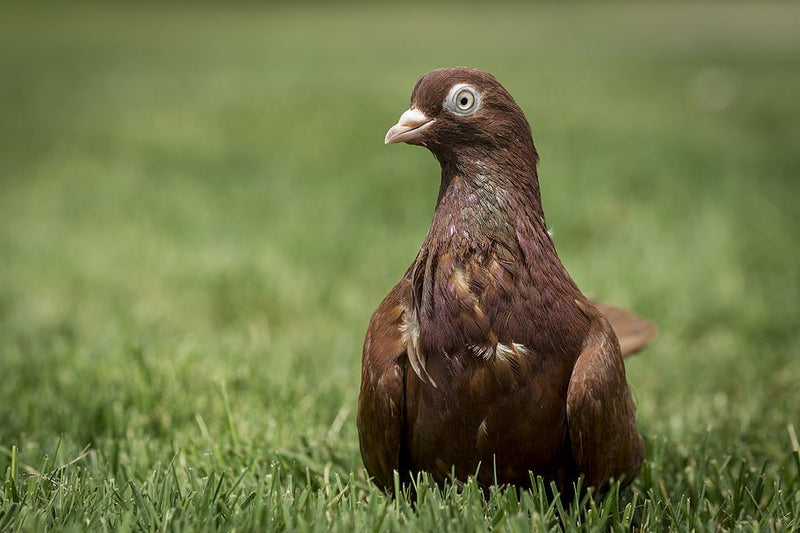 All You Need To Know About The Birmingham Roller Pigeon - Percys Pet Products