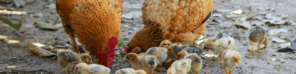 Chicken Feed - The Complete Guide To Keeping Poultry - Percys Pet Products