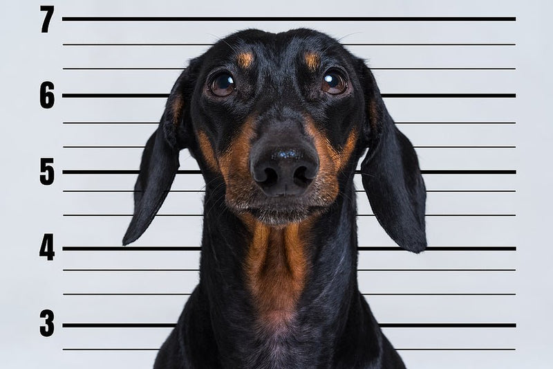 Clever Dog Hands Itself In At Police Station - Percys Pet Products