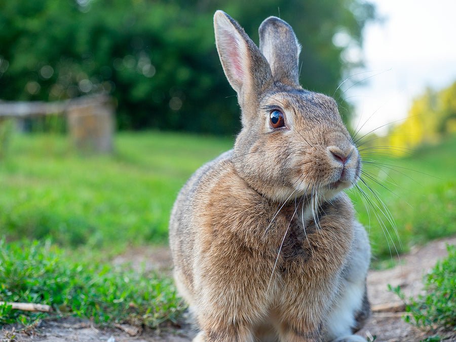 Pet Rabbit Breeds