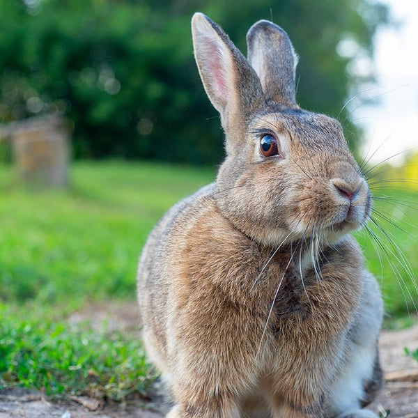 Wild Rabbits Uk Types Of Wild Rabbits Uk