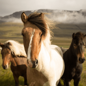 Fun Facts About Horses! - Percys Pet Products