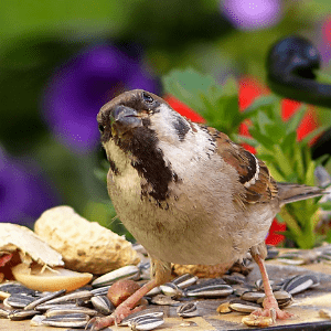 How To Feed The Birds In Your Garden - Percys Pet Products