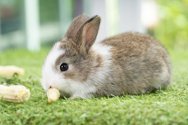 How To Feed Your Rabbit In Summer - Percys Pet Products