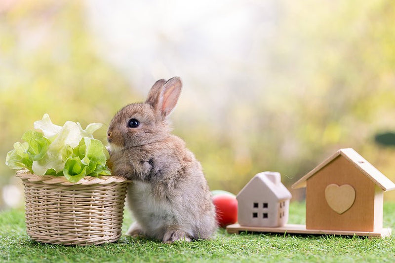 How To Get Your Rabbit Ready For Autumn - Percys Pet Products
