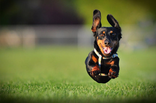 How To Keep Your Dog Happy This Summer - Percys Pet Products