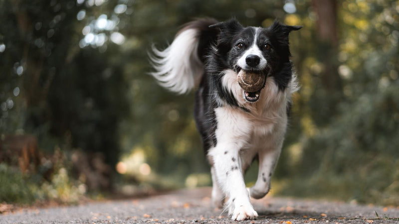 Tackling Ticks: Safeguarding Your Dog - Percys Pet Products