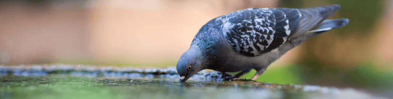 The Benefits of Feeding Pigeons,  for both you and the birds. - Percys Pet Products