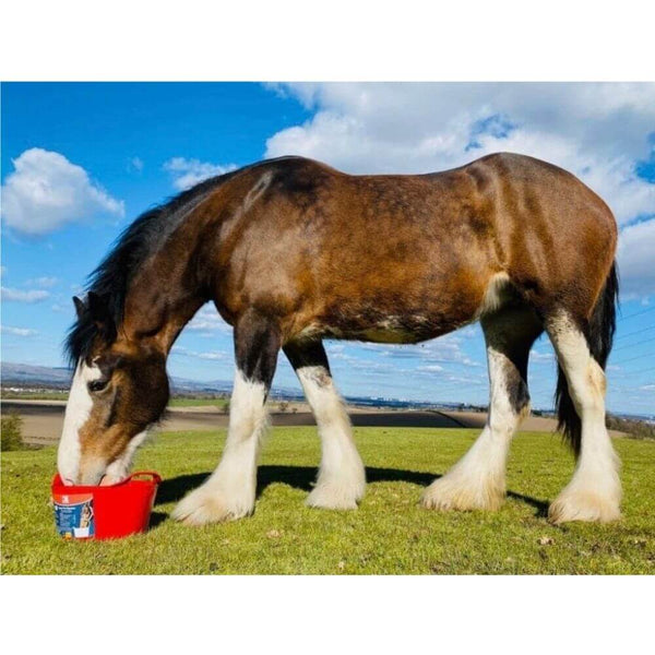 The Benefits Of Horse Salt Licks - Percys Pet Products