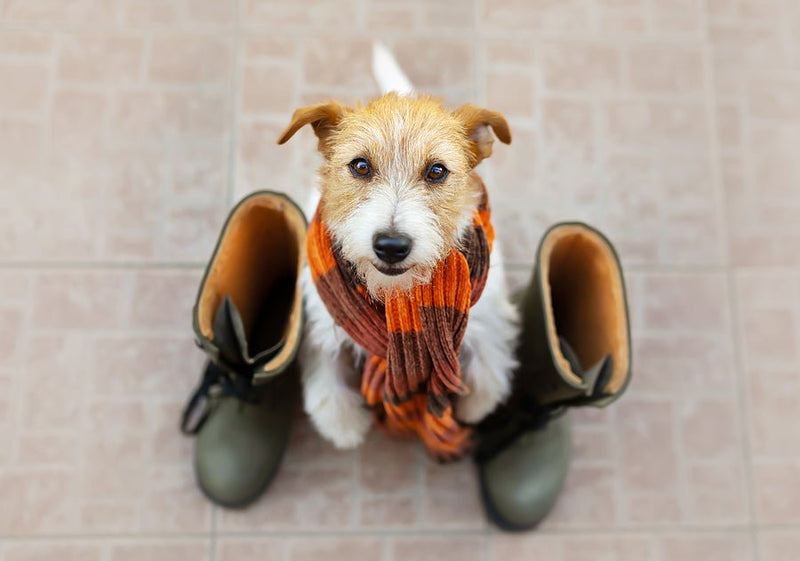 Tips For Walking Your Dog Safely In Winter - Percys Pet Products