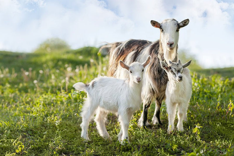 What Nutrients Do Goats Need? - Percys Pet Products