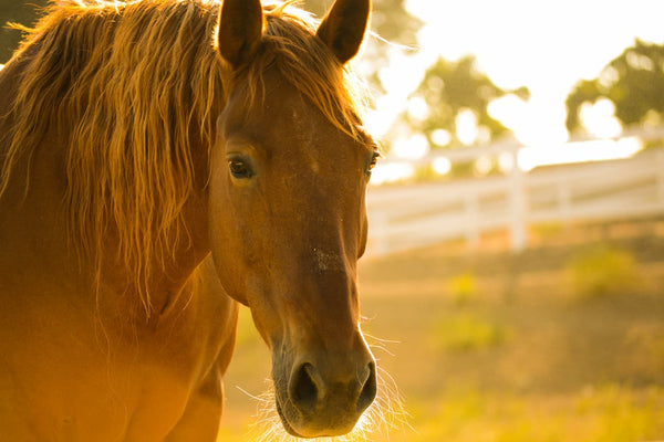 Why Horses Need Their Salt - Percys Pet Products