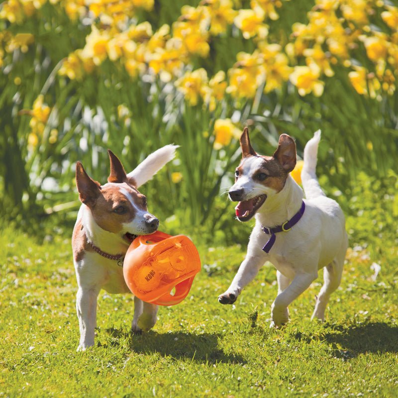 KONG Jumble Ball Dog Toy - Percys Pet Products