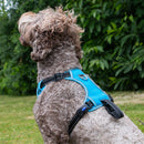Buy Ancol Viva Exercise & Travel Dog Harness | Percys Pet Products