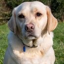 Ancol Aluminium Dog ID Tube – Lightweight Collar ID Tag for Dogs | Percys Pet Products