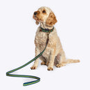 FatFace Bold Stripe Dog Collar & Lead Set