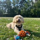 Buy Gor Sustain Rubba Air Rope Ball - Percys Pet Products