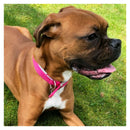 Buy Ancol Viva Padded Buckle Dog Collar | Percys Pet Products