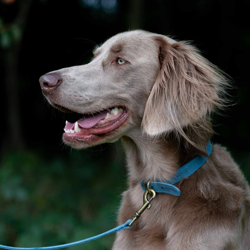 Buy Ancol Heritage Timberwolf Leather Dog Lead | Percys Pet Products