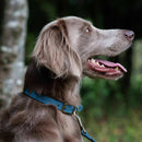 Ancol Heritage Collection Timberwolf Leather Dog Collar Blue