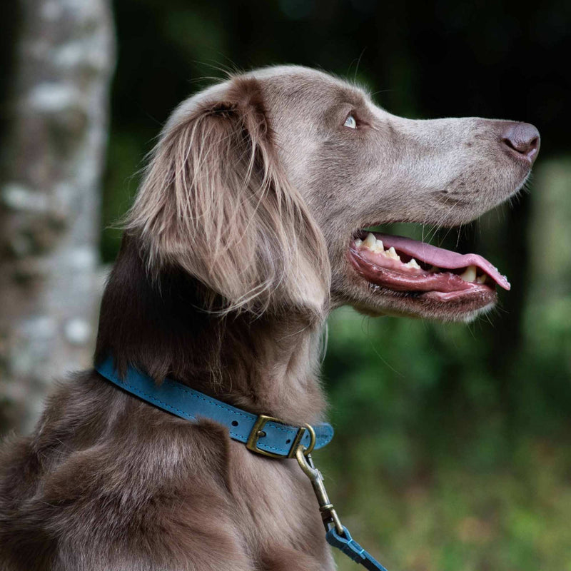 Ancol Heritage Collection Timberwolf Leather Dog Collar Blue