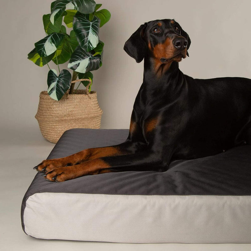 Scruffs ArmourDillo Orthopaedic Dog Bed - Percys Pet Products