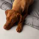 Scruffs Expedition Reversible Water Resistant Crate Mat | Percys Pet Products