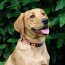 Ancol Soho Maple Leaf Adjustable Dog Collar