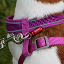 Ancol Aluminium Dog ID Tube – Lightweight Collar ID Tag for Dogs | Percys Pet Products