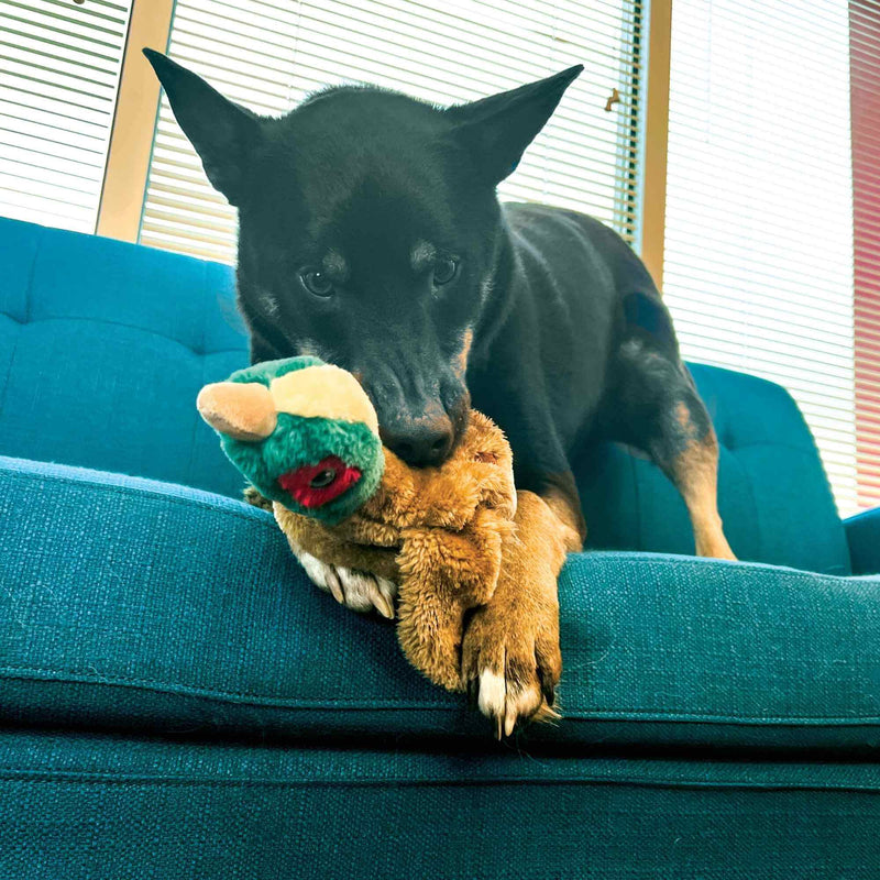 Buy KONG Wild Low Stuff Pheasant Dog Toy - Percys Pet Products