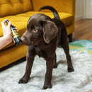 Buy Animology Body Mist Star Pups Fragrance | Percys Pet Products