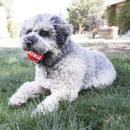 Buy KONG Signature Ball 4-Pack Dog Toy - Percys Pet Products