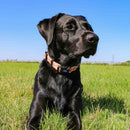 Ancol Soho Maple Leaf Adjustable Dog Collar