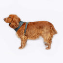 FatFace Marching Dogs Adjustable Harness - Percys Pet Products