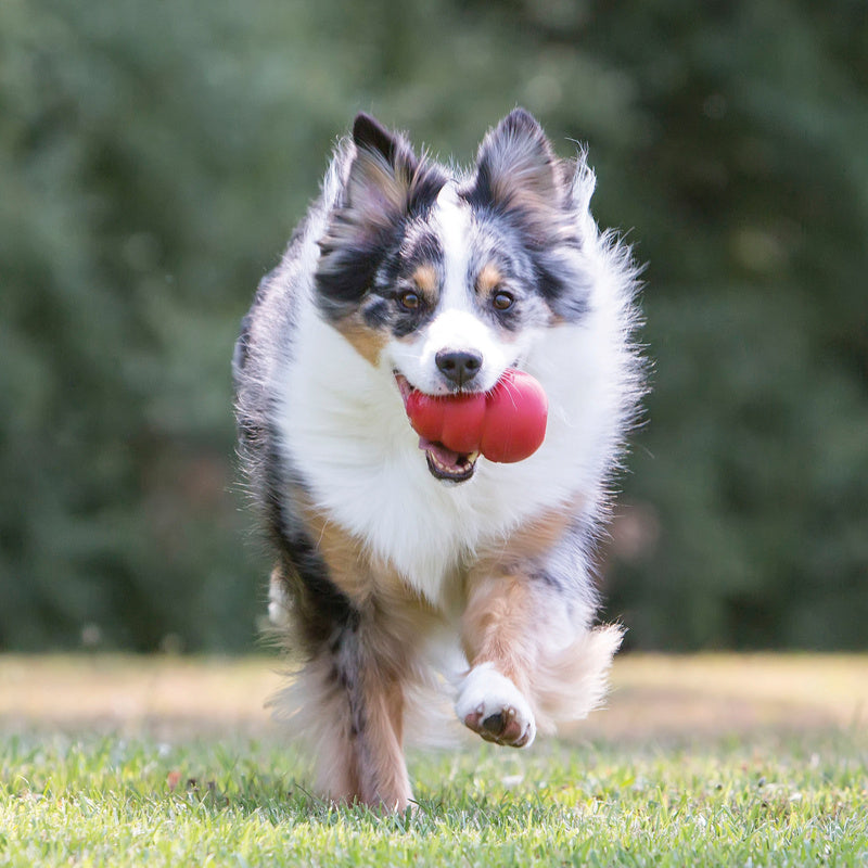 KONG Classic Chew Treat Dog Toy - Percys Pet Products