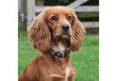 Ancol Heritage Collection Check Adjustable Dog Collar | Percys Pet Products