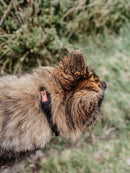 PatentoPet Padded Dog Collar with Quick Grab Handle - Percys Pet Products