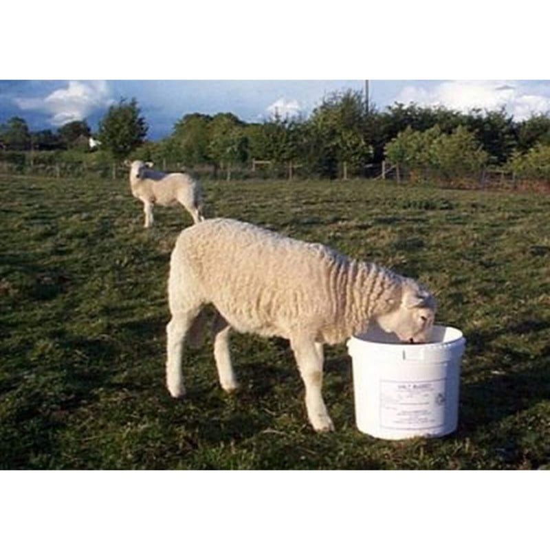 Buy Dallas Keith Sheep Molamin Bucket | Percy's Pet Products