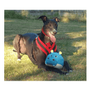 Gor Pets Hugs Softball Grunter Dog Toy - Percys Pet Products