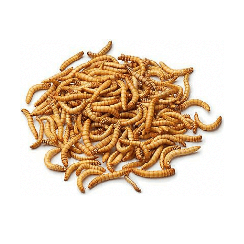 Hutton Mill Mealworms 2kg - Percys Pet Products