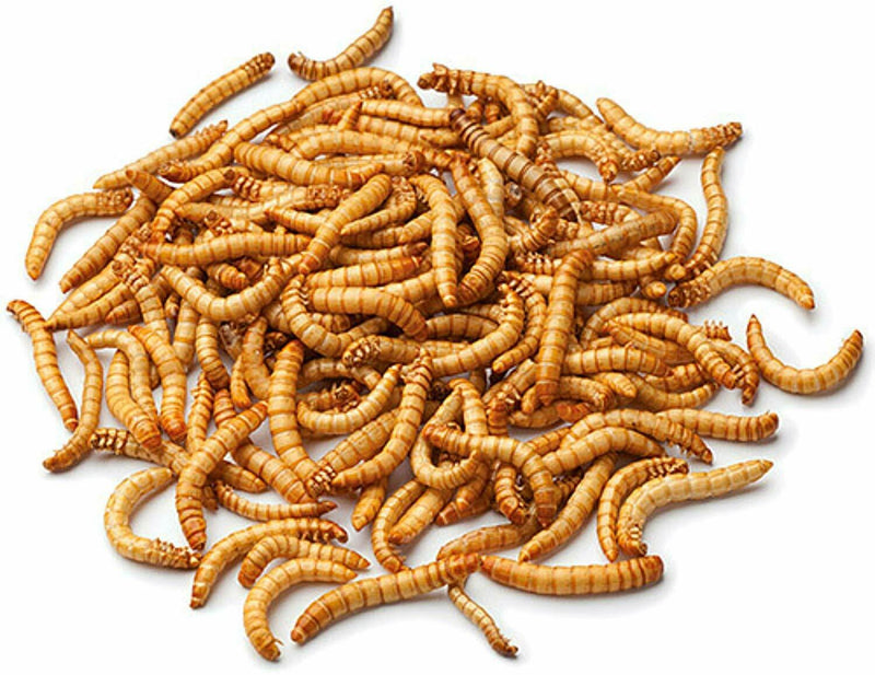 Johnston & Jeff Dried Mealworms - Percys Pet Products