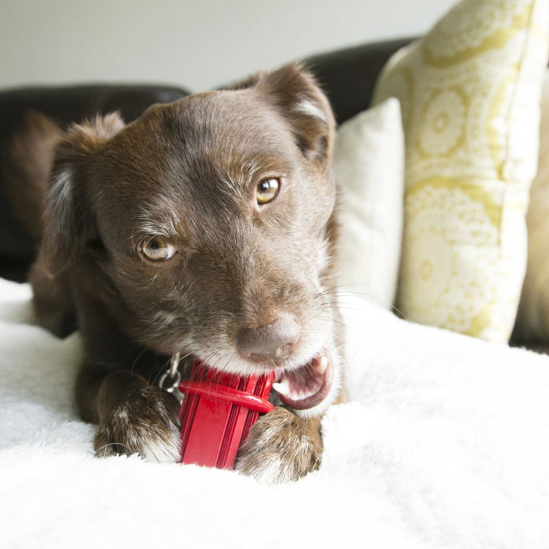 KONG Dental Stick Dog Toy - Percys Pet Products