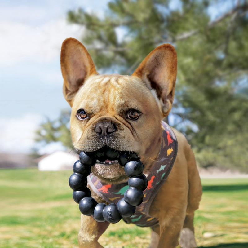 KONG Extreme Ring Dog Toy XL - Percys Pet Products