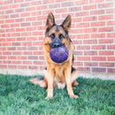 KONG Flexball Dog Toy - Medium/Large - Percys Pet Products