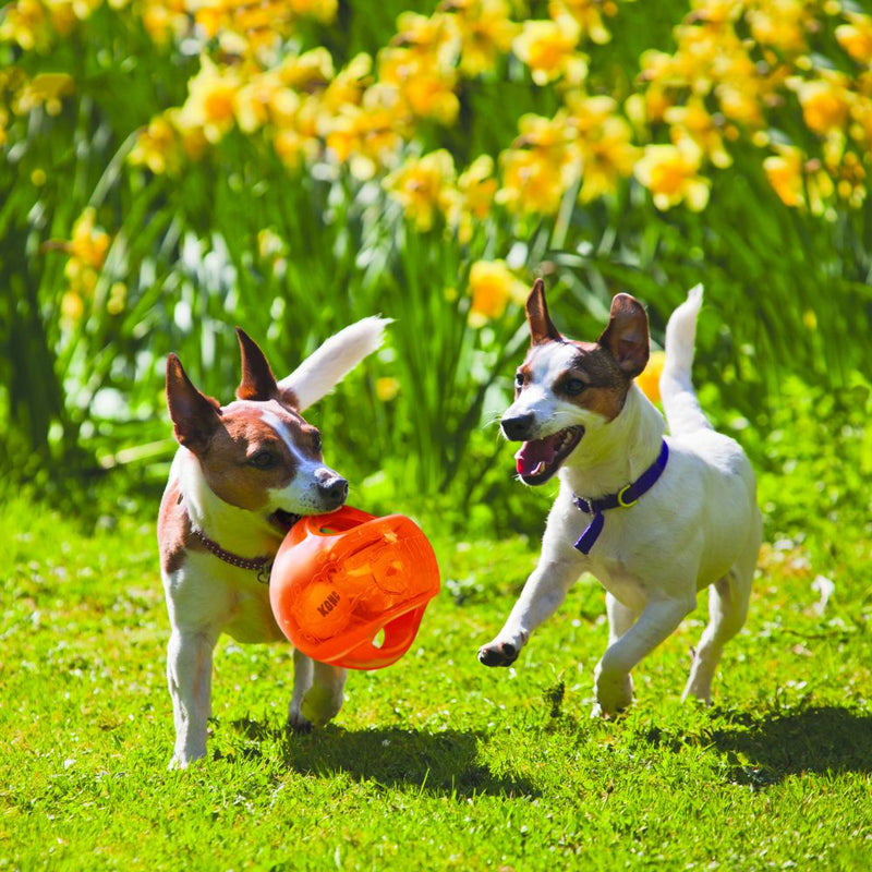 KONG Jumble Ball Dog Toy - Percys Pet Products