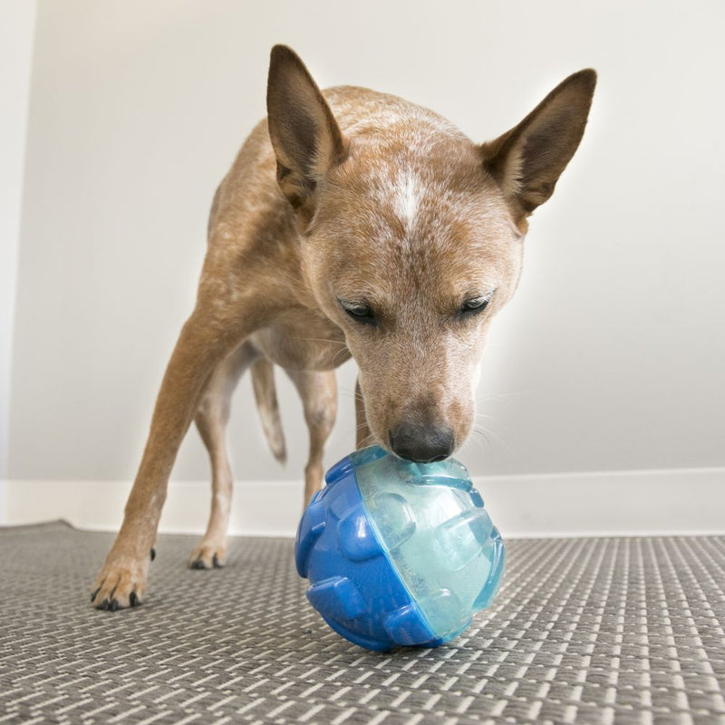 KONG Rewards Treat Dispensing Dog Ball - Large - Percys Pet Products